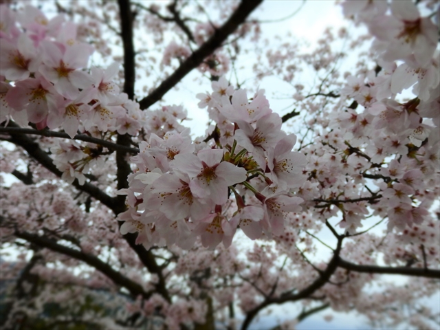 三井寺　桜