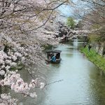 近江八幡桜